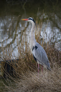 03-Camargue , heron_MG_9017