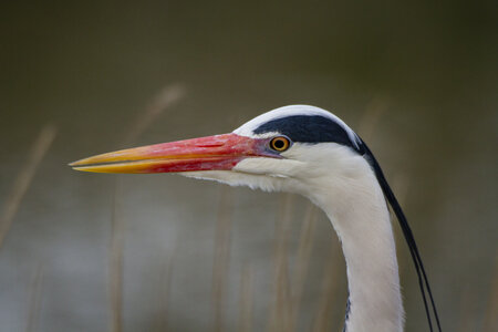 03-Camargue , heron_MG_9022