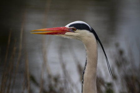 03-Camargue , heron_MG_9024