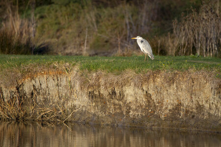 03-Camargue , heron_MG_9097