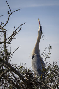 03-Camargue , heron_MG_9151