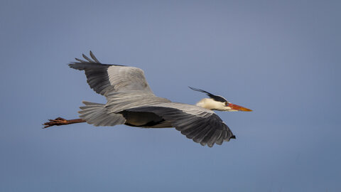 03-Camargue , heron_MG_9258