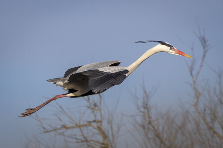 03-Camargue , heron_MG_9260