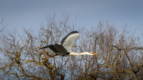 03-Camargue , heron_MG_9261