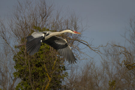 03-Camargue , heron_MG_9262