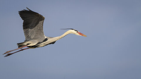 03-Camargue , heron_MG_9263