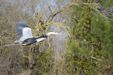 03-Camargue , heron_MG_9266