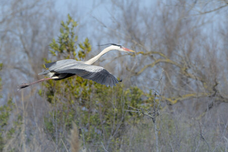 03-Camargue , heron_MG_9267