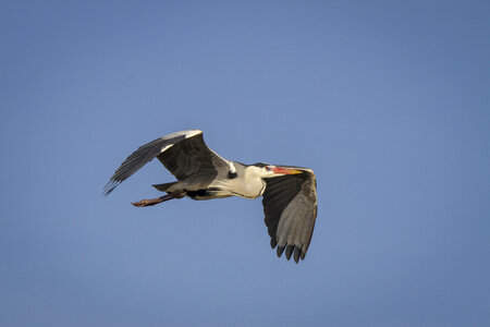 03-Camargue , heron_MG_9269