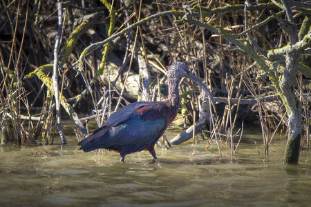 03-Camargue , ibis_MG_8521