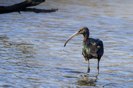 03-Camargue , ibis_MG_8529