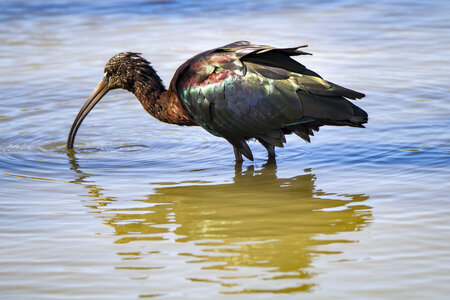 03-Camargue , ibis_MG_8545