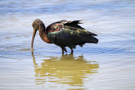 03-Camargue , ibis_MG_8546