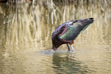 03-Camargue , ibis_MG_8565