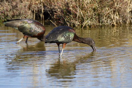 03-Camargue , ibis_MG_8581