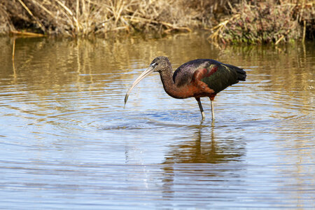 03-Camargue , ibis_MG_8583