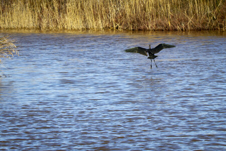 03-Camargue , ibis_MG_8635