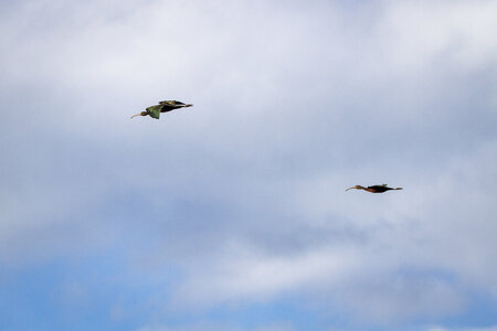 03-Camargue , ibis_MG_9062