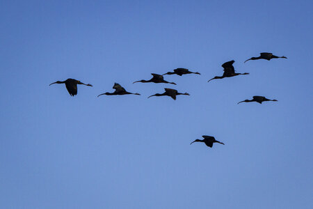 03-Camargue , ibis_MG_9098