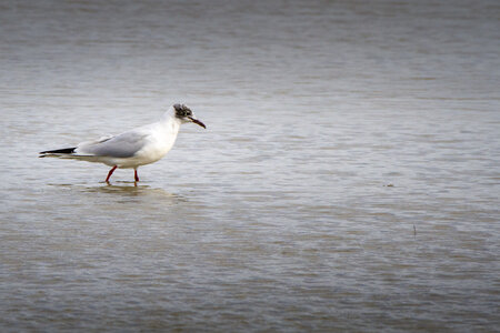 03-Camargue , Mouette_MG_8307