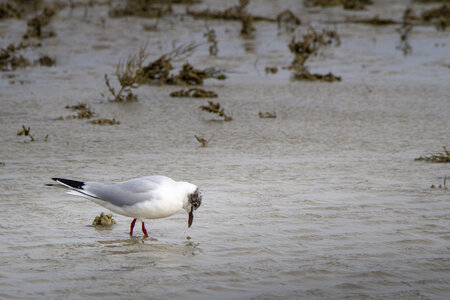 03-Camargue , Mouette_MG_8311