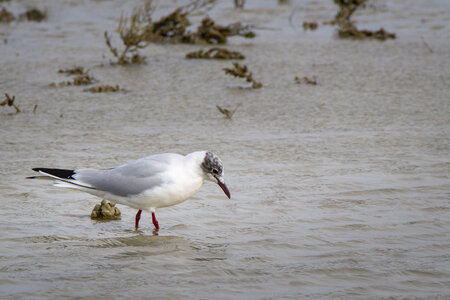 03-Camargue , Mouette_MG_8312