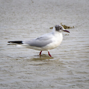 03-Camargue , Mouette_MG_8314