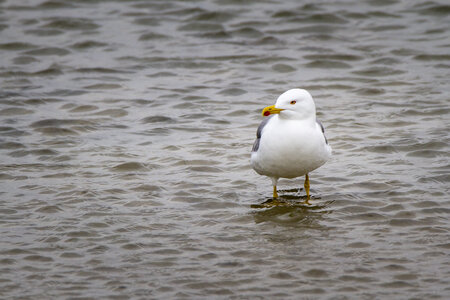 03-Camargue , Mouette_MG_8362