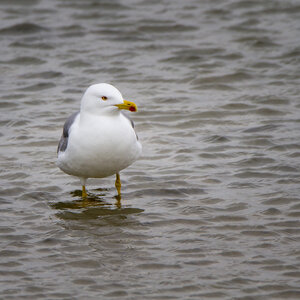 03-Camargue , Mouette_MG_8363