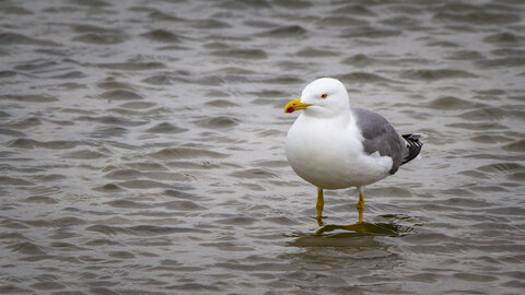 03-Camargue , Mouette_MG_8364