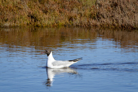 03-Camargue , Mouette_MG_9040