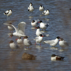 03-Camargue , Mouette_MG_9204