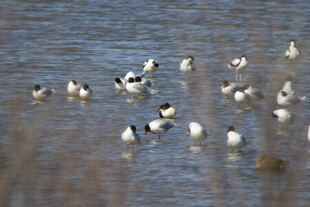 03-Camargue , Mouette_MG_9206