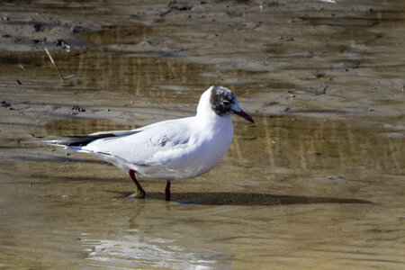 03-Camargue , Mouette_MG_9232