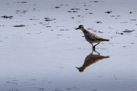 03-Camargue , pluvier_MG_9244