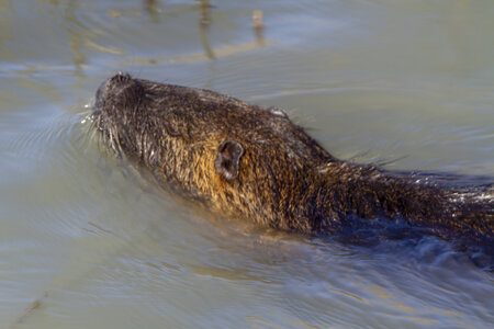 03-Camargue , Ragondin_MG_7696-Modifier