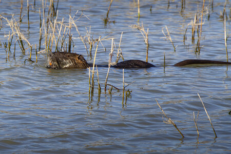 03-Camargue , Ragondin_MG_7715