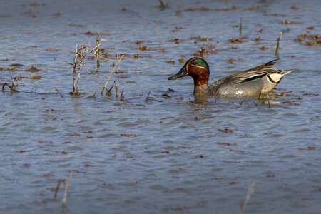 03-Camargue , sarcelle_MG_7548