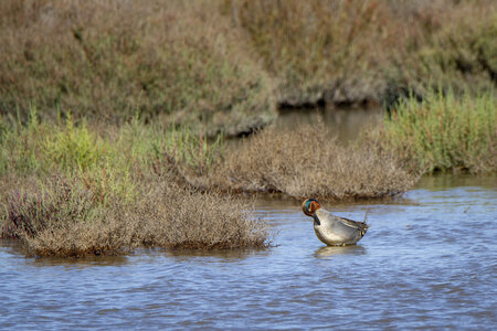 03-Camargue , sarcelle_MG_8628