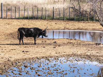 03-Camargue , Taureau_1094800