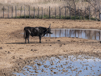 03-Camargue , Taureau_1094801