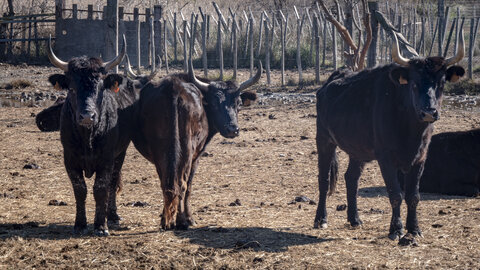 03-Camargue , Taureau_1094803