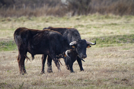 03-Camargue , Taureau_MG_8315