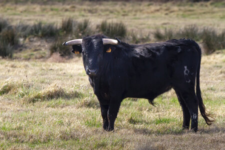 03-Camargue , Taureau_MG_8319