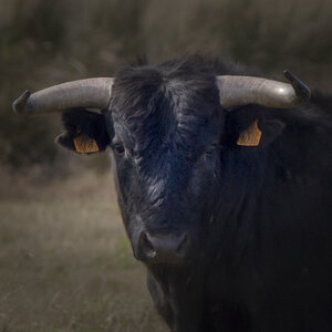 03-Camargue , Taureau_MG_8322