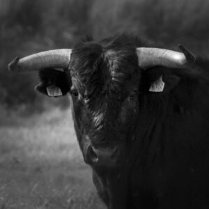 03-Camargue , Taureau_MG_8322-2