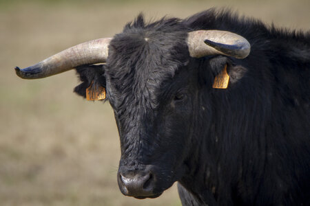 03-Camargue , Taureau_MG_8323