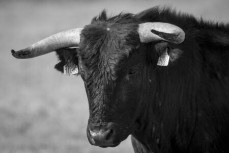 03-Camargue , Taureau_MG_8323-2