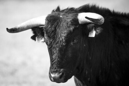 03-Camargue , Taureau_MG_8323-3