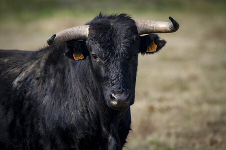 03-Camargue , Taureau_MG_8327